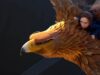 Ein vollwertiger Trailer zu dem Animationsfilm „Wildwood“ ist verfügbar